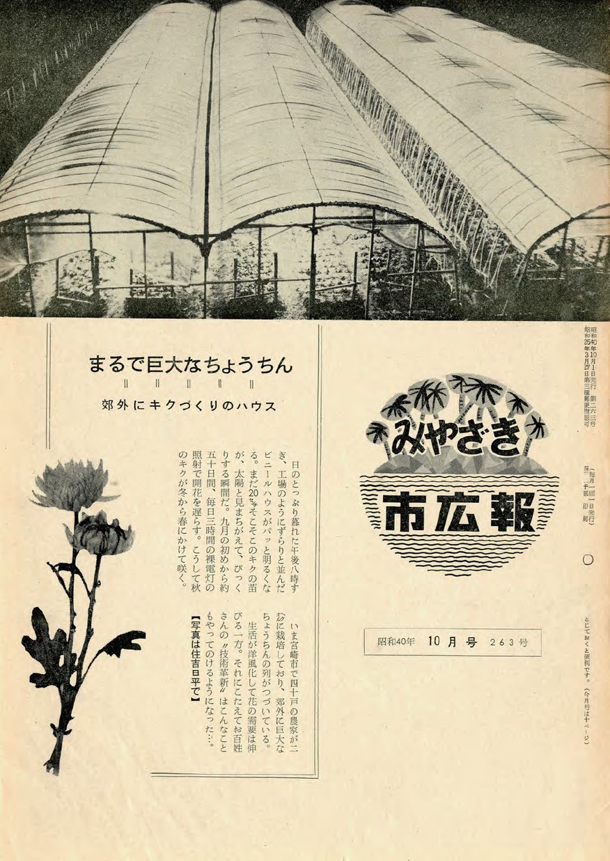 みやざき市広報　263号　1965年10月号の表紙画像